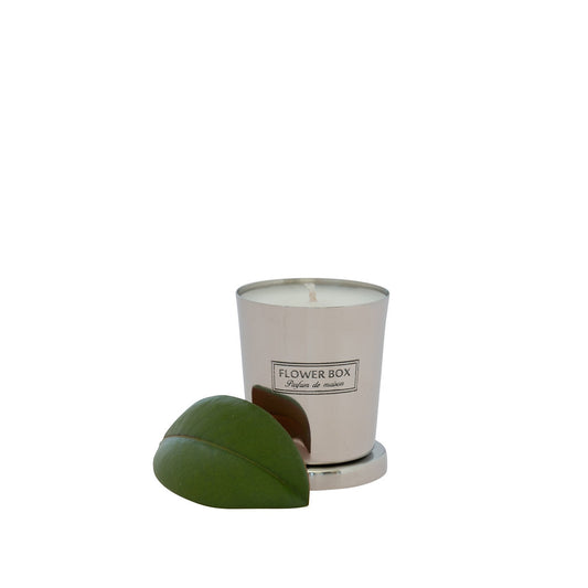 Mini Candle - Fig Leaf & Cedar (80g)