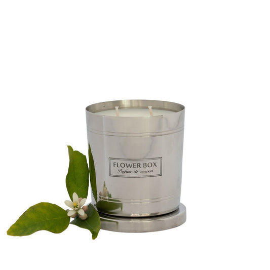 Standard Candle - Fig Leaf & Cedar (290g)